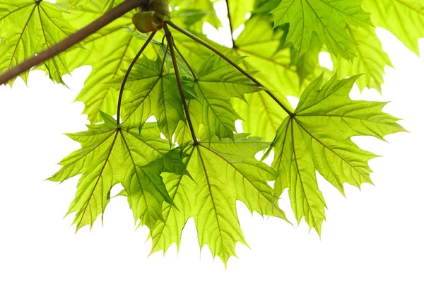 Maple leaves Royalty Free Stock Images