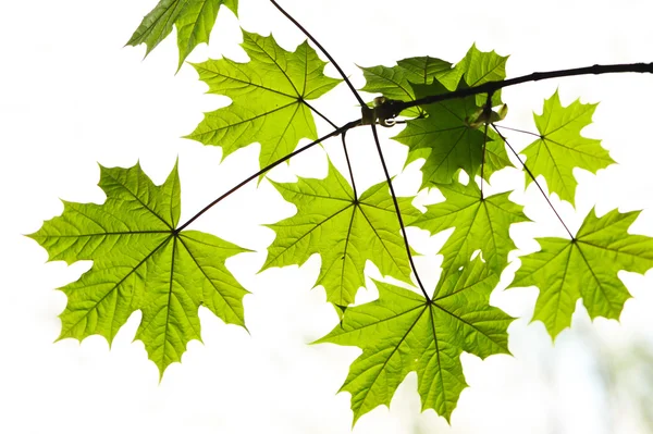 Maple leaves Royalty Free Stock Photos