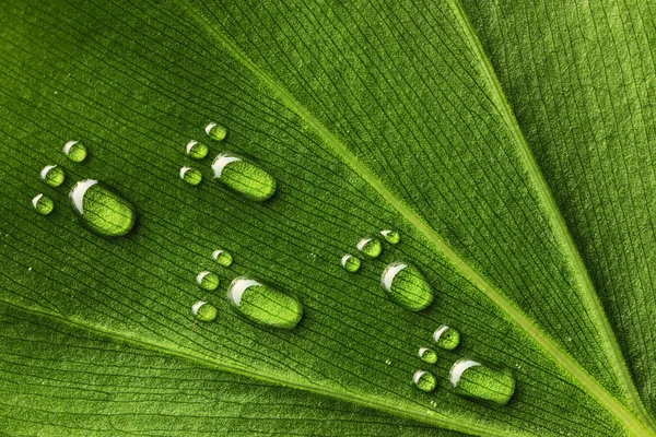 Water footprints on leaf — Stock Photo, Image