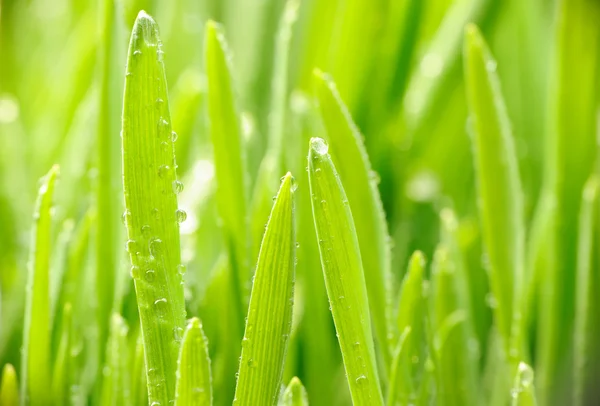 Water drops on grass — Stock Photo, Image