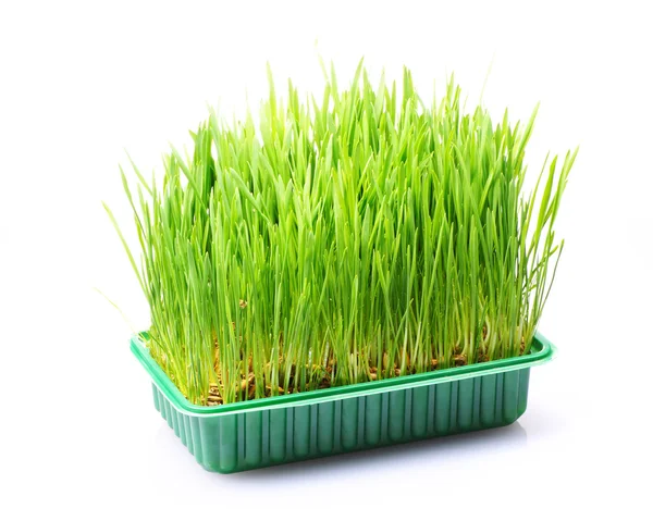 Grass in pot Stock Photo