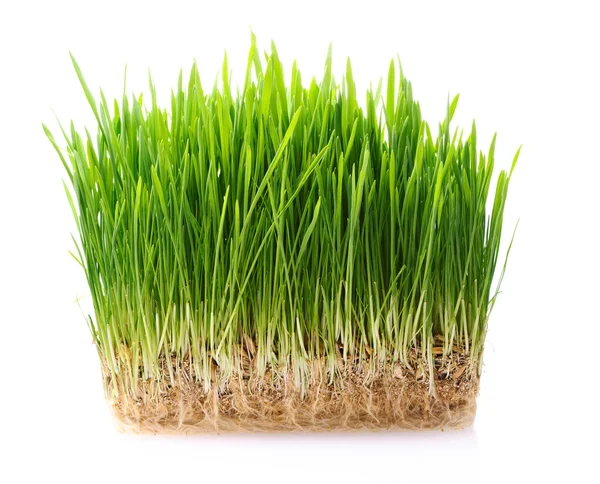 Grass in soil Royalty Free Stock Images