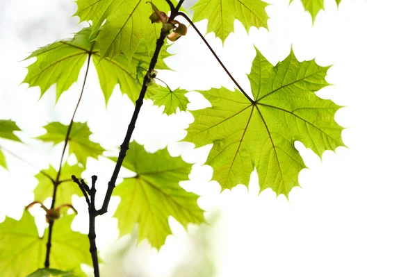 Maple leaves Royalty Free Stock Images