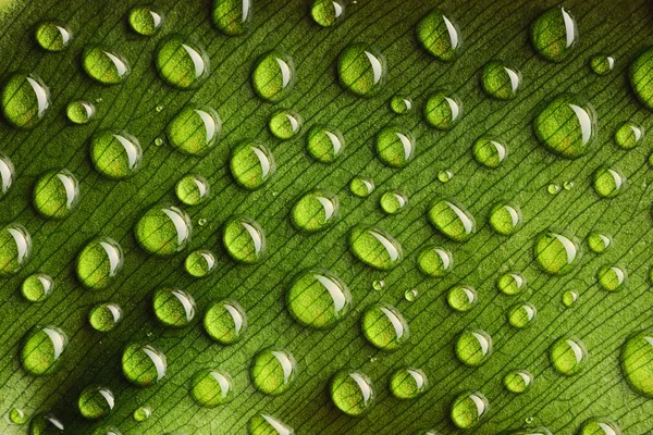 Капли воды на листе — стоковое фото