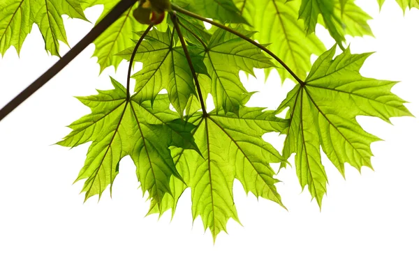 Φύλλα σφενδάμου — Φωτογραφία Αρχείου