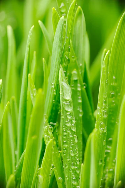 Kapky vody na trávu — Stock fotografie
