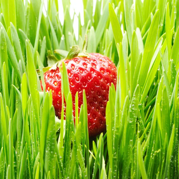 잔디에 딸기 — 스톡 사진