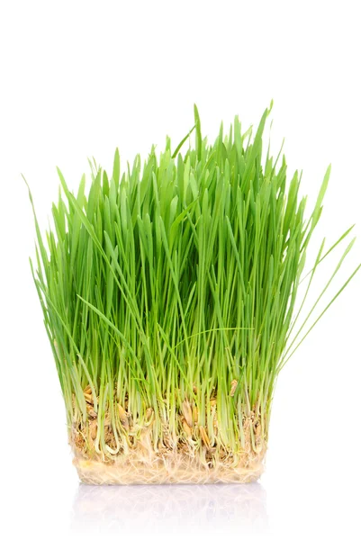 Grass in soil Stock Photo