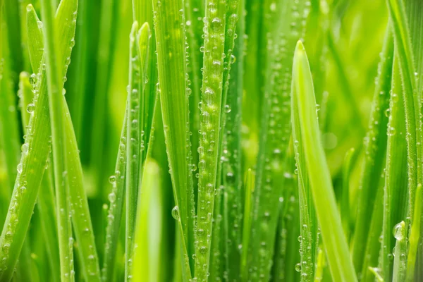 Water drops on grass — Stock Photo, Image