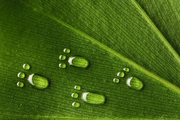 Следы воды на листьях — стоковое фото