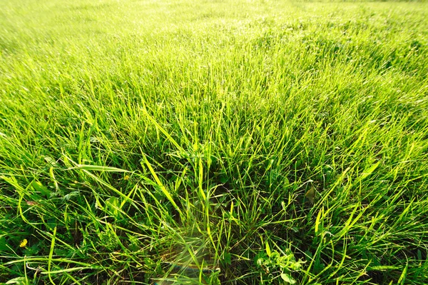日光の草原 — ストック写真
