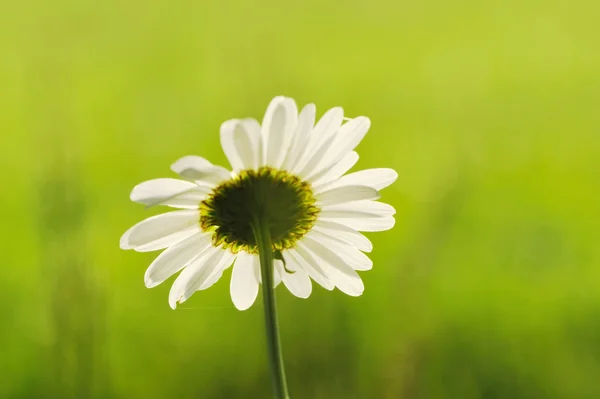 stock image Chamomile background