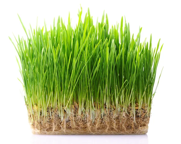 Gräs i jord — Stockfoto