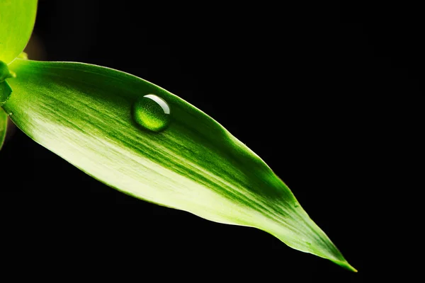 359,100+ Water Drop Leaf Stock Photos, Pictures & Royalty-Free