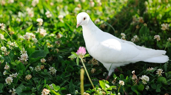 Weiße Taube — Stockfoto