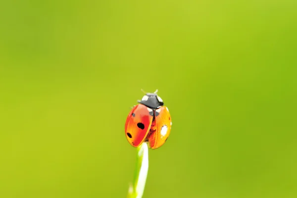 Ladybug ready to fly — Stock Photo, Image