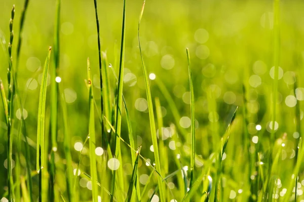 stock image Morning grass