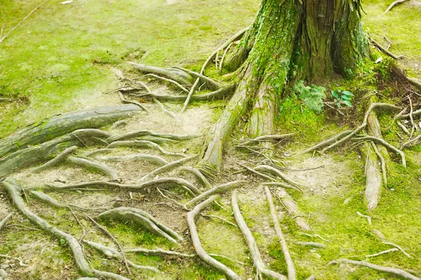 Roots — Stock Photo, Image