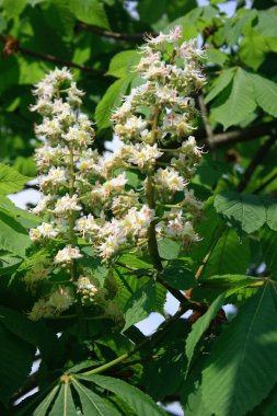 Chestnut flowers clipart