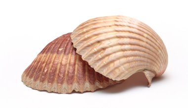 cockleshells