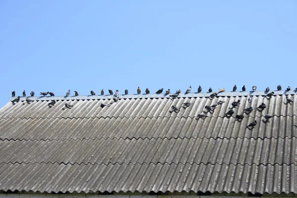 stock image Roof