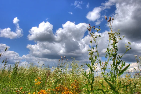 stock image Meadow