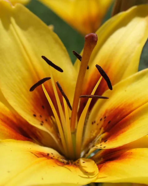 Gul lilja — Stockfoto
