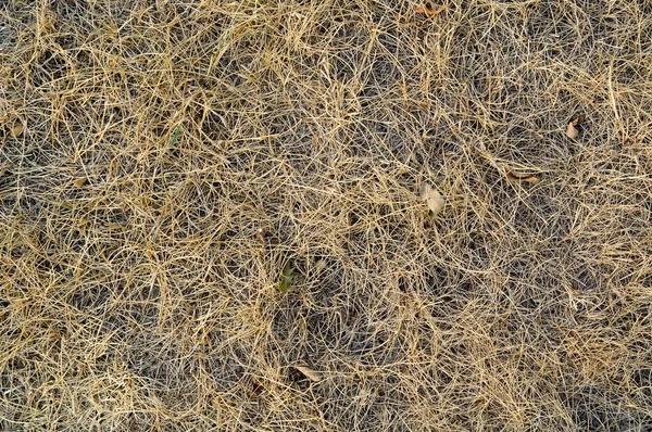 Torkat gräs — Stockfoto