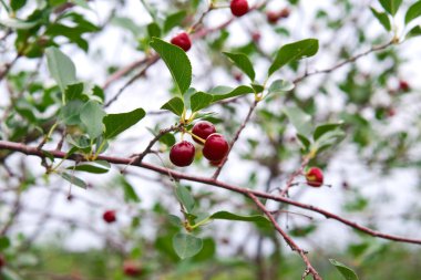 Cherry bessen op een boom