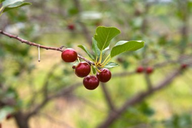 Cherry bessen op een boom