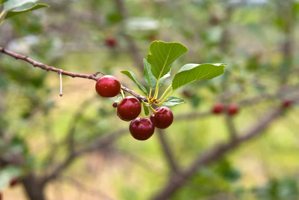 stock image Cherry berries on a tree