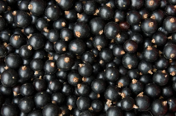 stock image Black currant