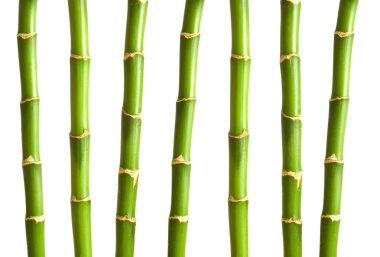 Bamboo branches isolated on the white clipart