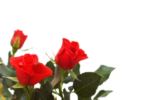 Rose rosse isolate sul bianco — Foto Stock