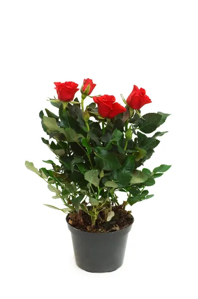 Rote Rosen im Topf isoliert — Stockfoto