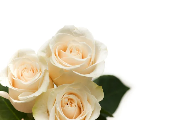 Witte rozen geïsoleerd op de witte — Stockfoto