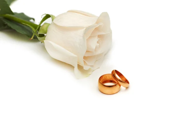 Witte roos en trouwringen — Stockfoto