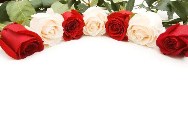 Rosas blancas y rojas aisladas —  Fotos de Stock