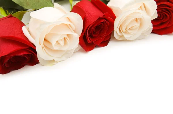 Rose disposte su bianco — Foto Stock