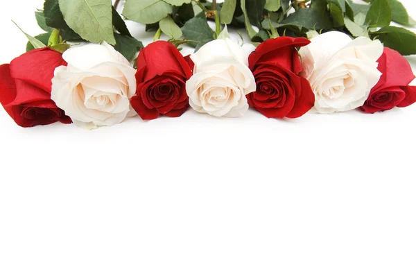Rosen auf weiß arrangiert — Stockfoto