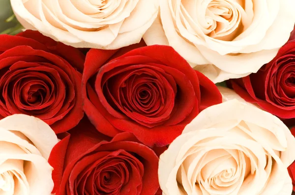 Zamknij z białych i czerwonych róż — Zdjęcie stockowe