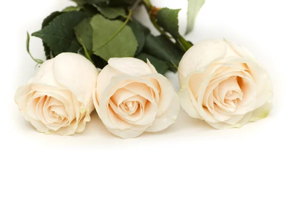 Roses blanches isolées sur le blanc — Photo