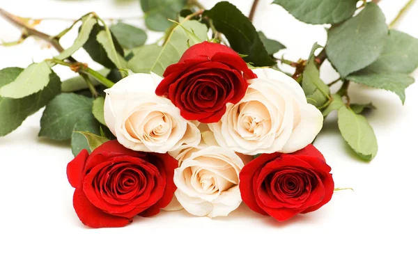 Många rosor isolerat på vita — Stockfoto