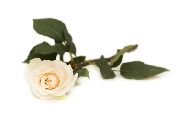 白で隔離される単一のバラ — ストック写真