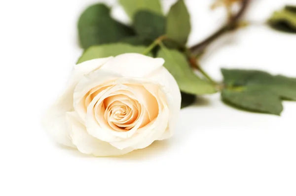 Одинарна троянда ізольована на білому — стокове фото