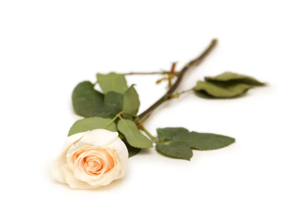 Jedna róża na białym tle — Zdjęcie stockowe