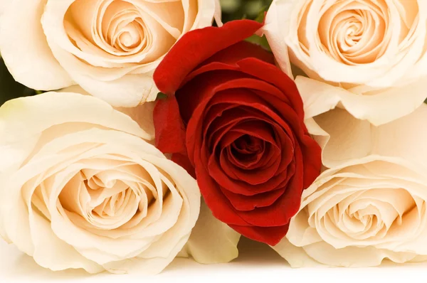 Zblízka čtyři bílé a jeden červené růže — Stock fotografie