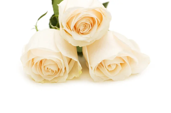 Trzy róże na białym tle — Zdjęcie stockowe