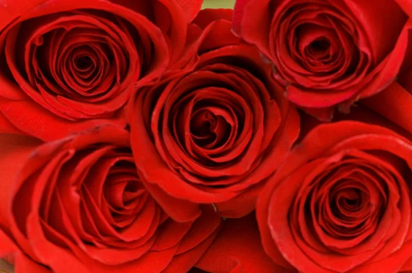 Fechar as cinco rosas vermelhas — Fotografia de Stock