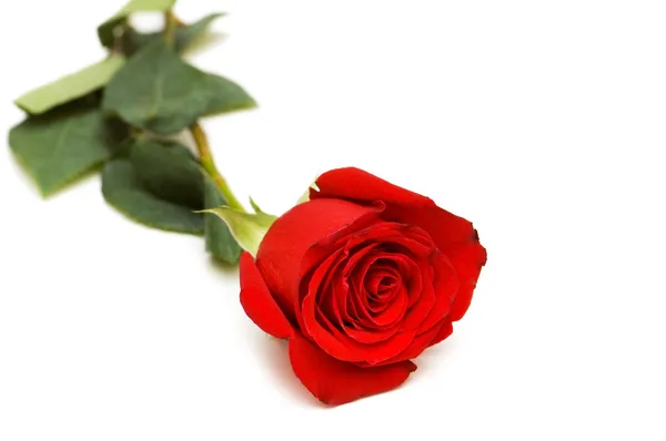 Červená růže izolovaných na bílém — Stock fotografie